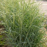 Prairie Sky Switchgrass